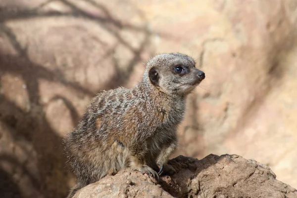 Meerkat — Stok Foto