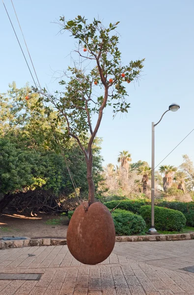 Hanging tree in Yaffo — Stock Photo, Image