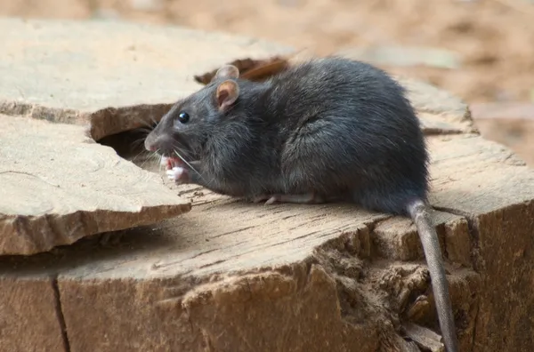 Rato castanho — Fotografia de Stock
