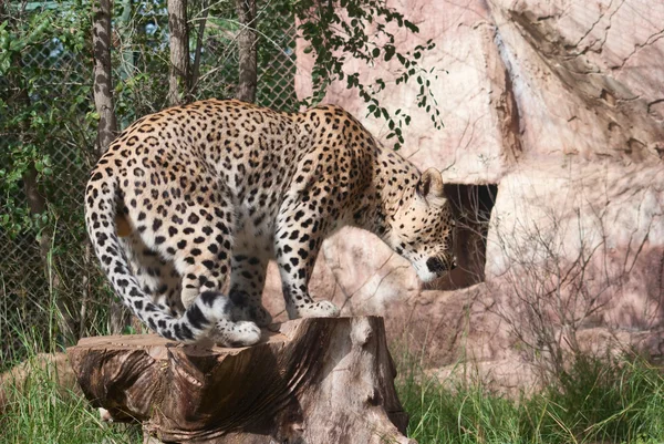Leopardo levanta-se — Fotografia de Stock