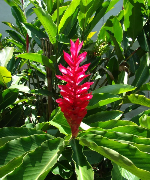 stock image Brazilian flower