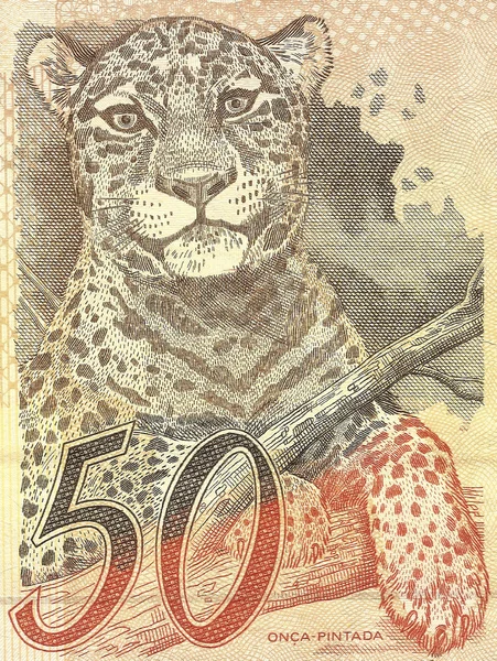 Jaguar (panthera onca) op 50 echte bankbiljetten uit Brazilië Stockfoto
