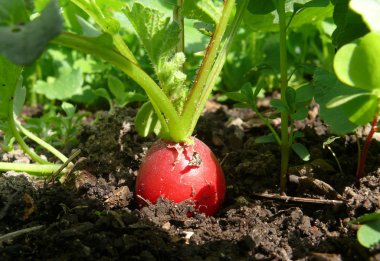 Radish in organic farming