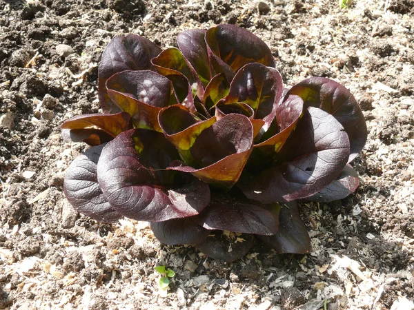 stock image Red leaf lettuce