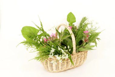 Wild herbs clipart