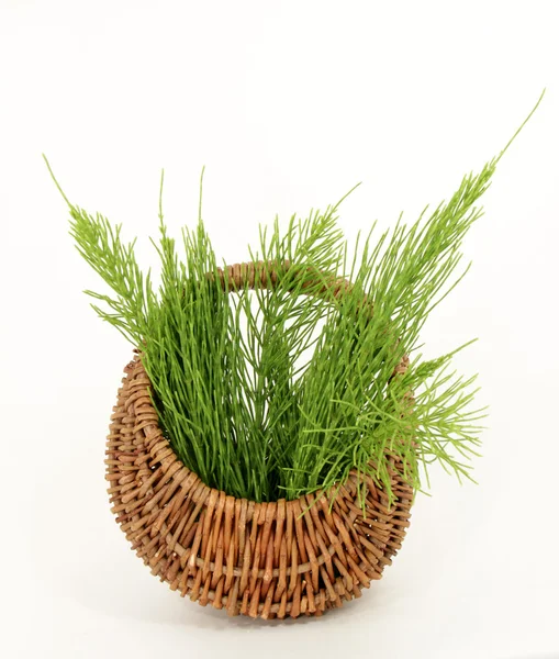 Panier d'herbes sauvages — Photo