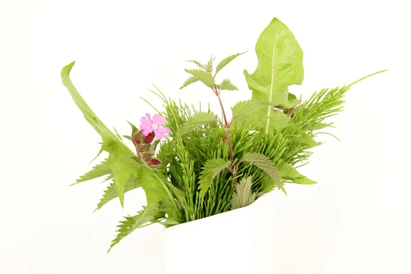 Wild herbs — Stock Photo, Image