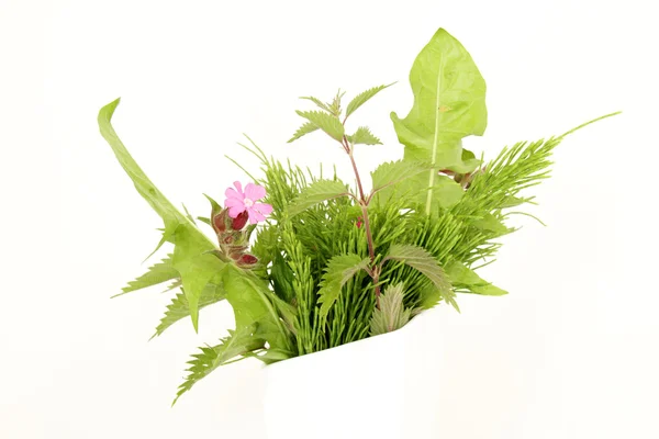 Wild herbs — Stock Image Wild herbs Stock Image