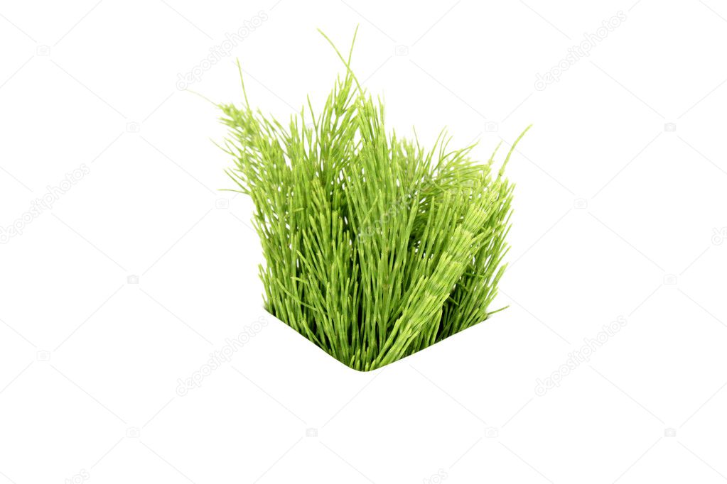Wild herb basket