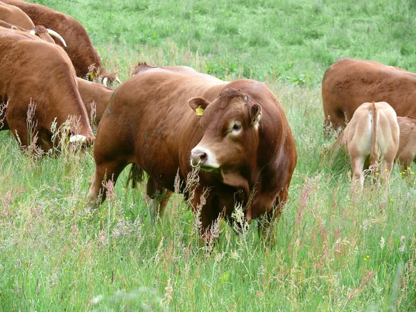 Cow herd — Stock Photo, Image