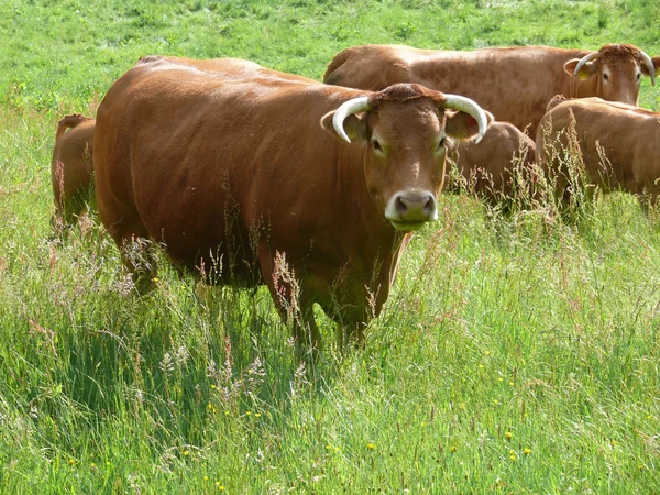 Cow herd — Stock Photo, Image