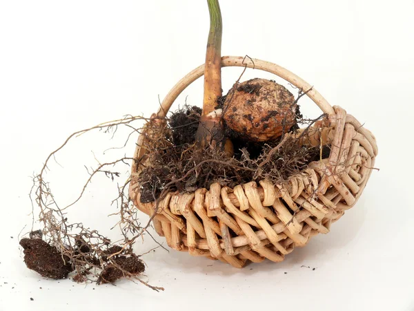 Walnut seedling — Stock Photo, Image