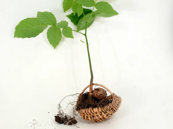 Seedling — Stock Photo, Image