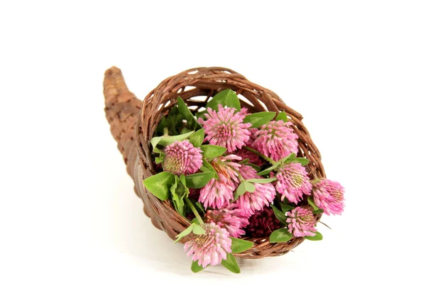 Koniczyna kwiaty — Zdjęcie stockowe