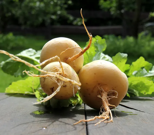 Turnips — Stock fotografie