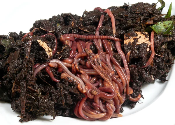 Compost wormen — Stockfoto