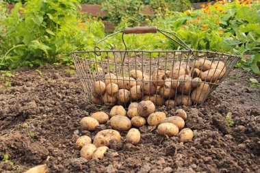 Potatoes in the organic garden clipart