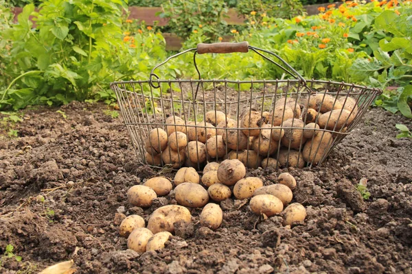 Batatas no jardim orgânico — Fotografia de Stock