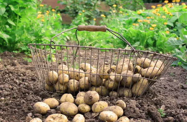 Potatis i den ekologiska trädgården — Stockfoto