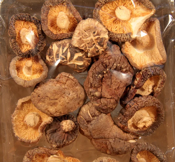 香蘑菇 — 图库照片