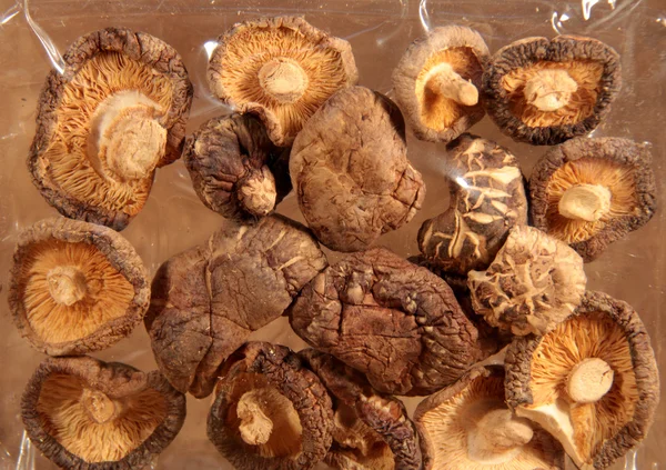 Ароматный гриб — стоковое фото