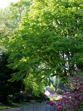 yeşil park