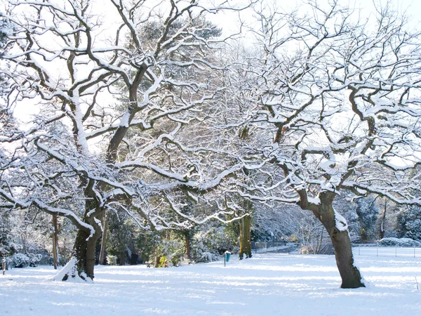 stock image Snowy park