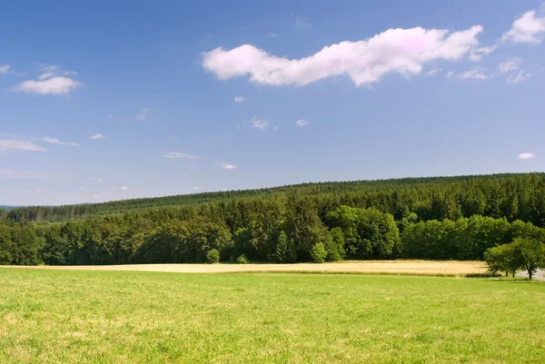 Landscape with the forest and sky — Stock Photo, Image