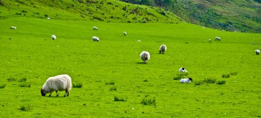 Schotse landschap