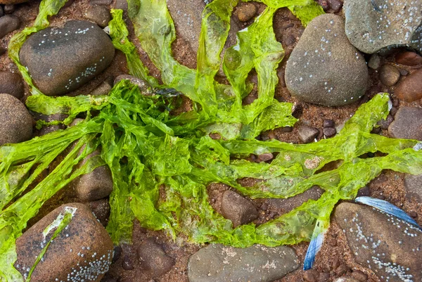 Fresh algae — Stock Photo, Image