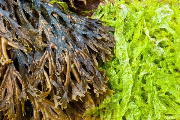 Świeżymi algami — Zdjęcie stockowe