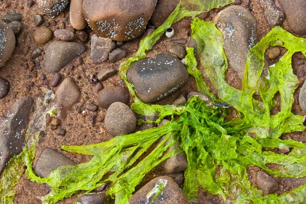 Fresh algae — Stock Photo, Image