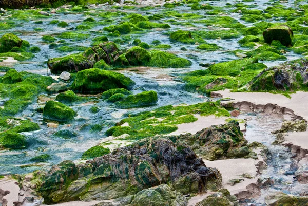 新鲜的藻类 — 图库照片