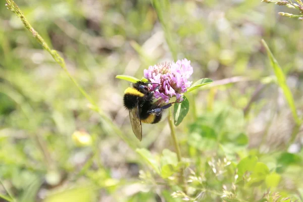 Bumblebee ve yonca — Stok fotoğraf