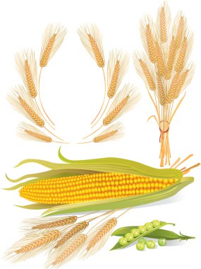 Cereal plants set clipart