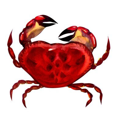 Crab. watercolor painting clipart