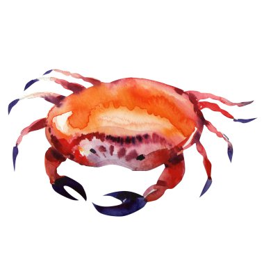 Crab. watercolor painting clipart