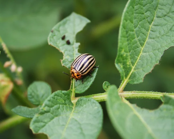 Kolorado-Käfer fressen Kartoffeln — Stockfoto