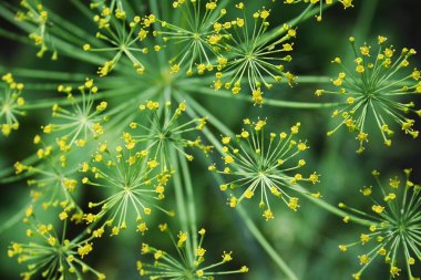 Dill close-up met groene achtergrond