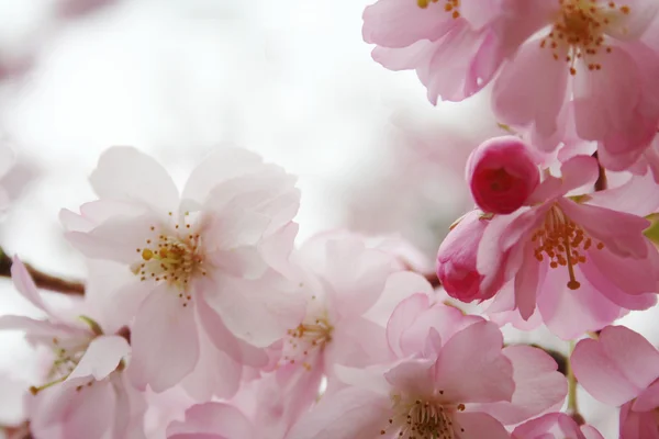 Pink Blossom Royalty Free Stock Photos