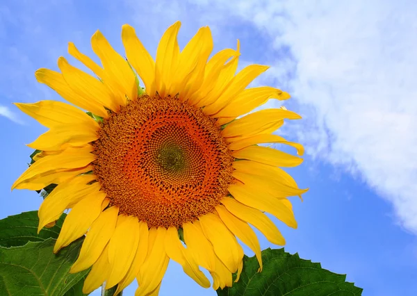 Прекрасний соняшник з блакитним небом — стокове фото