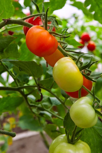 Verse tomaten op tak — Stockfoto