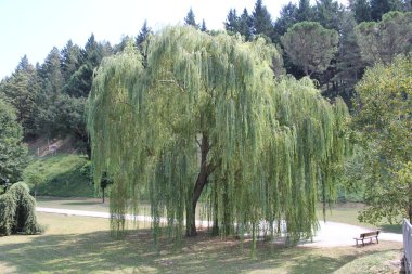 Weeping willow clipart