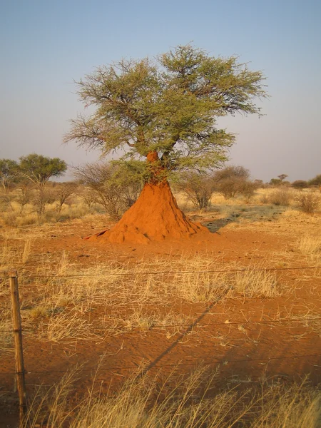Termite hill — Stock Photo, Image