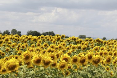 Sunflowers upwind clipart