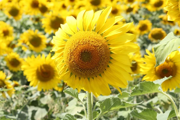 stock image Sunflower upwind