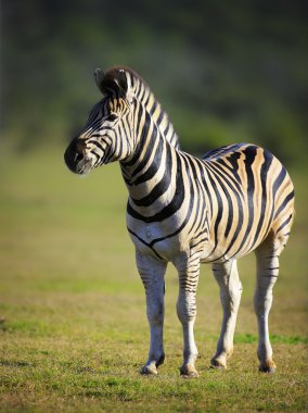 Zebra Portrait clipart