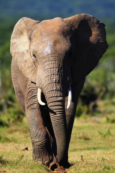 Elefant närmar sig — Stockfoto