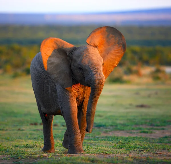 Elefante bebé a aproximar-se — Fotografia de Stock