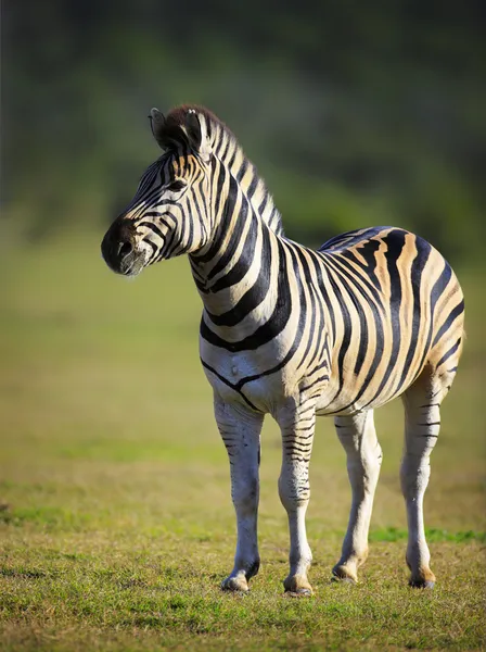 Zebra portret — Stockfoto
